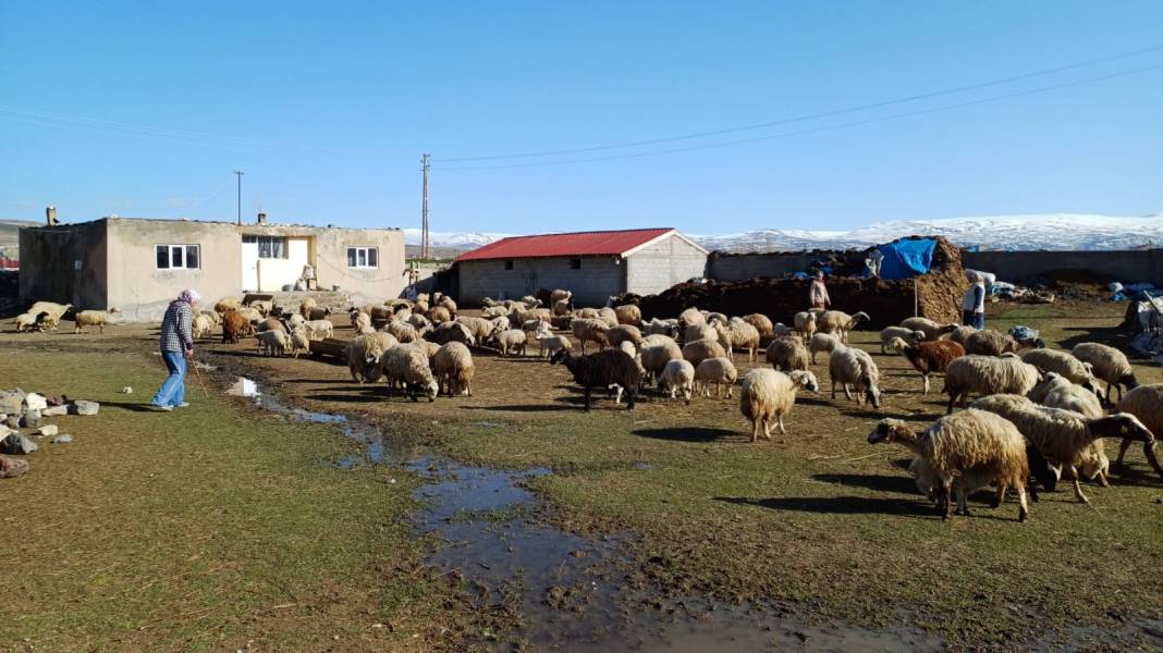 Ağrı'da Baharın Müjdesi: Koyunlar Kuzularıyla Buluştu 1