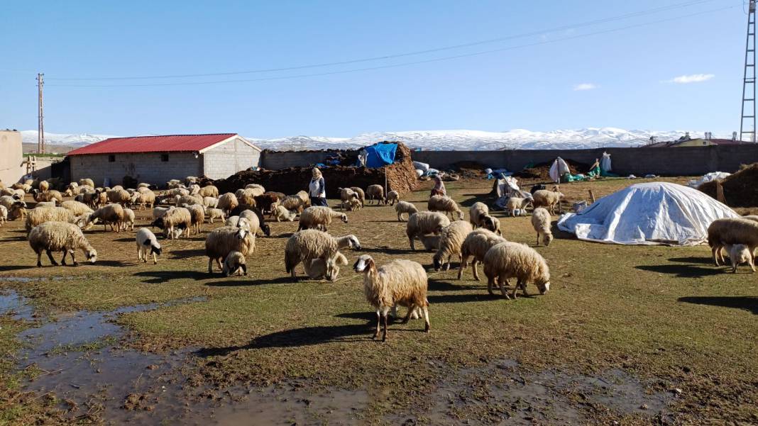 Ağrı'da Baharın Müjdesi: Koyunlar Kuzularıyla Buluştu 2