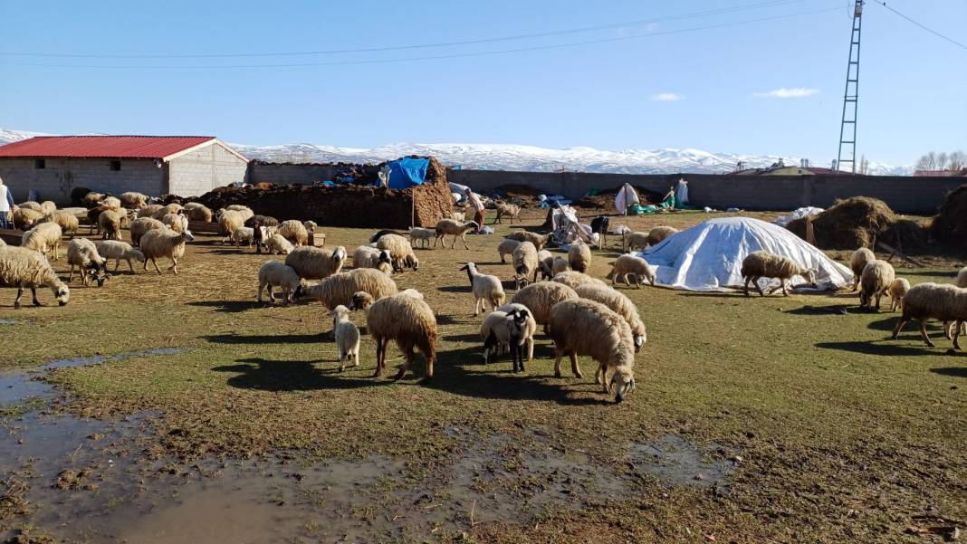 Ağrı'da Baharın Müjdesi: Koyunlar Kuzularıyla Buluştu 3