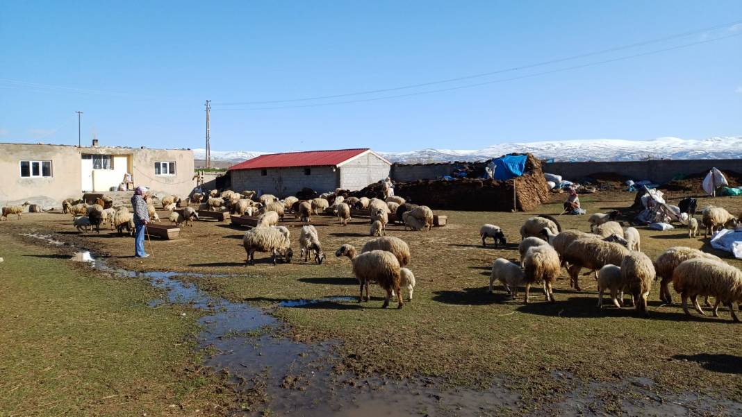 Ağrı'da Baharın Müjdesi: Koyunlar Kuzularıyla Buluştu 4