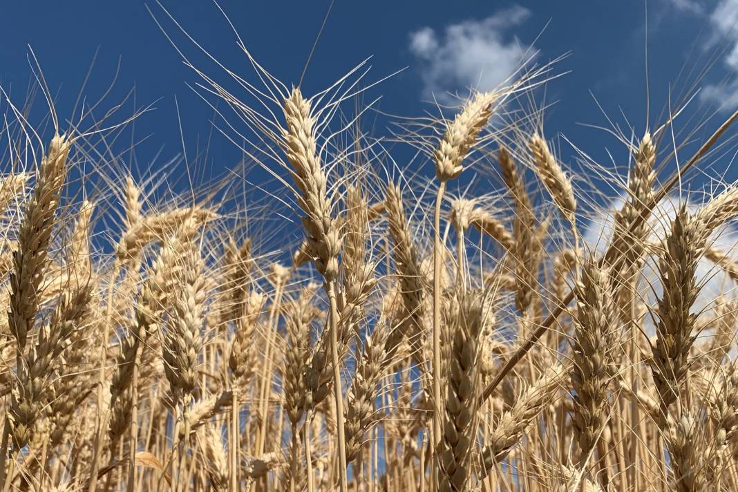 Ağrı'da Buğday Veriminde Artış: Dekar Başına 386 Kilogram 2