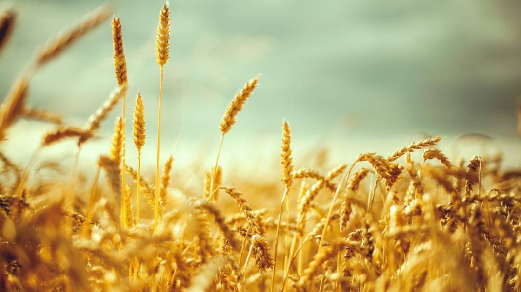Ağrı'da Buğday Veriminde Artış: Dekar Başına 386 Kilogram 3