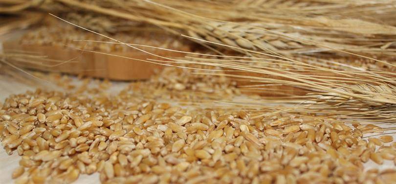 Ağrı'da Buğday Veriminde Artış: Dekar Başına 386 Kilogram 4