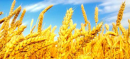 Ağrı'da Buğday Veriminde Artış: Dekar Başına 386 Kilogram 5