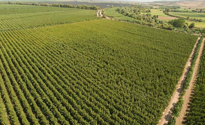 Ağrı'da Tarımın Bereketi: 1.557.000 Ton Tarla Ürünü 3