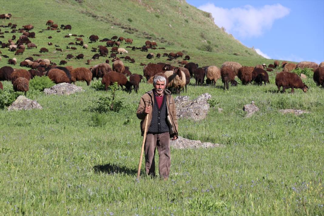 Ağrı'nın Cumaçay Yaylası koyun ve kuzularla şenlendi 8