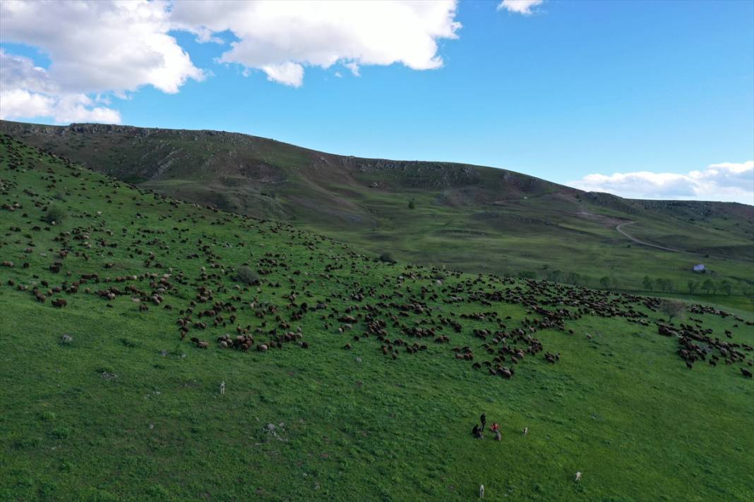 Ağrı'nın Cumaçay Yaylası koyun ve kuzularla şenlendi 11