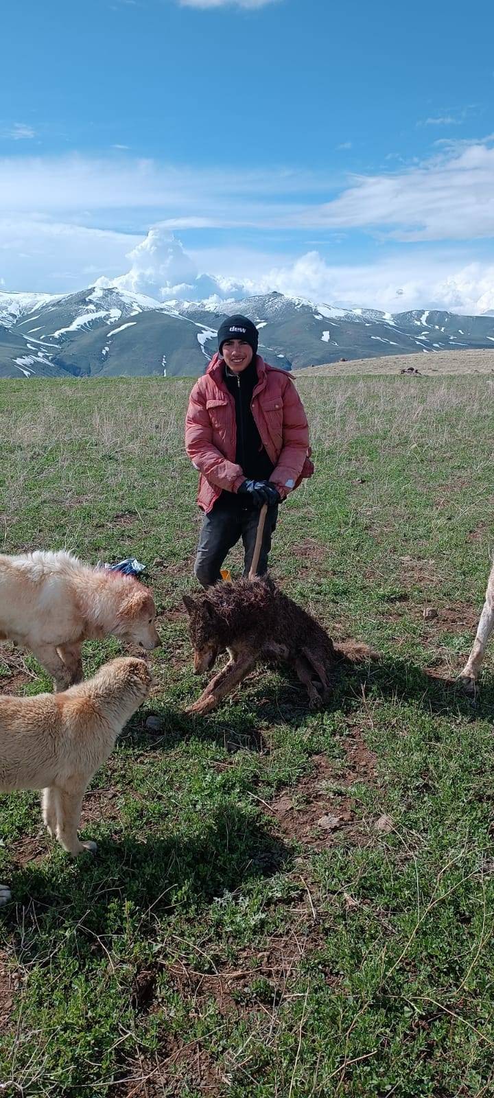 Sürüye saldıran kurdu köpekler telef etti 1