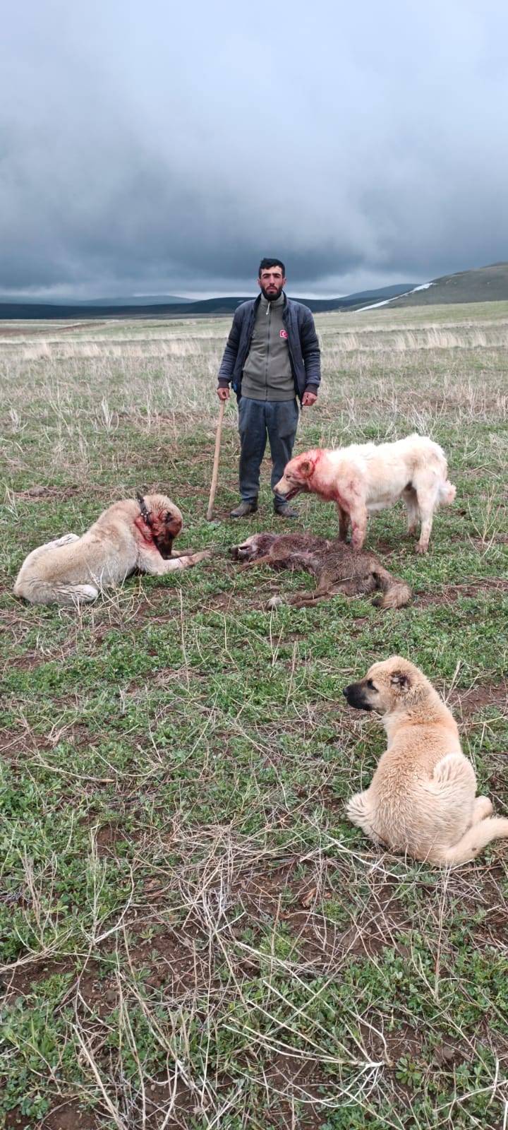 Sürüye saldıran kurdu köpekler telef etti 3