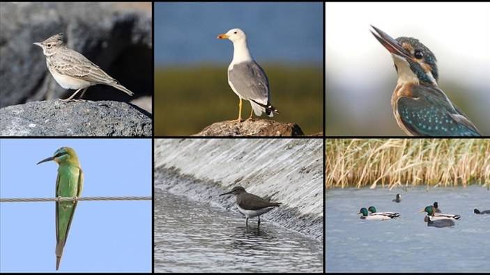 Ağrı’da Bir Doğa Harikası: Kuş Gözlem Alanları 4