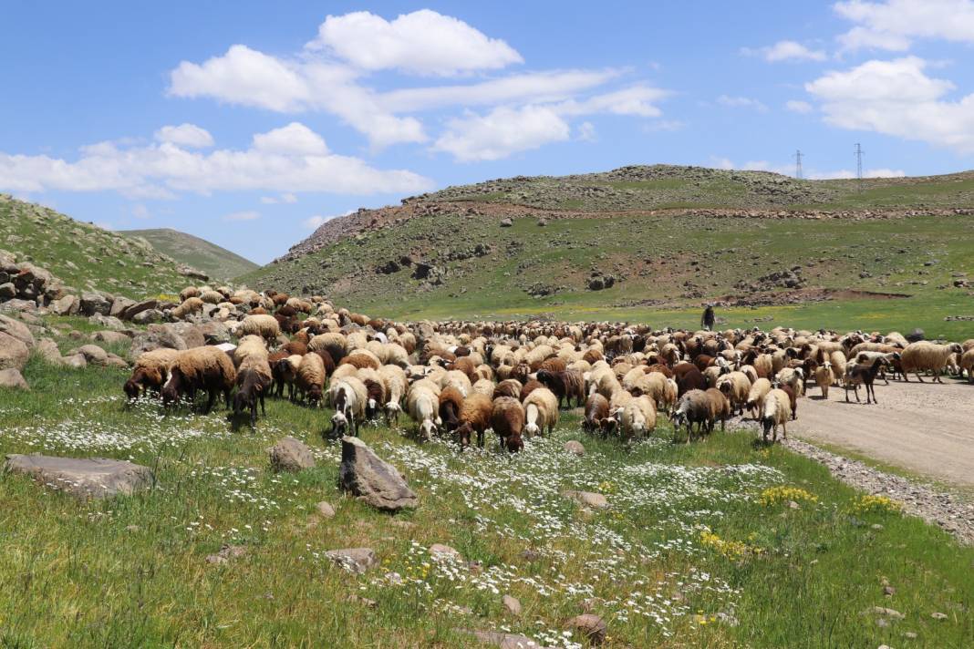 Patnos'ta Küçükbaş Hayvancılıkta Büyük Başarı 4