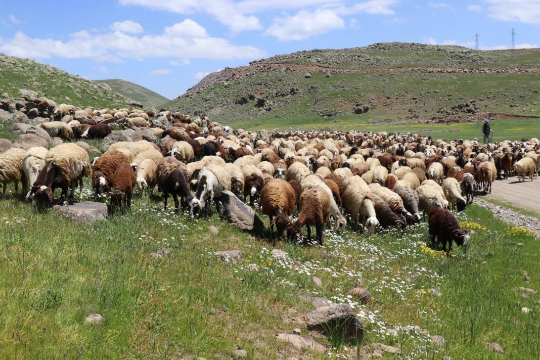 Patnos'ta Küçükbaş Hayvancılıkta Büyük Başarı 5