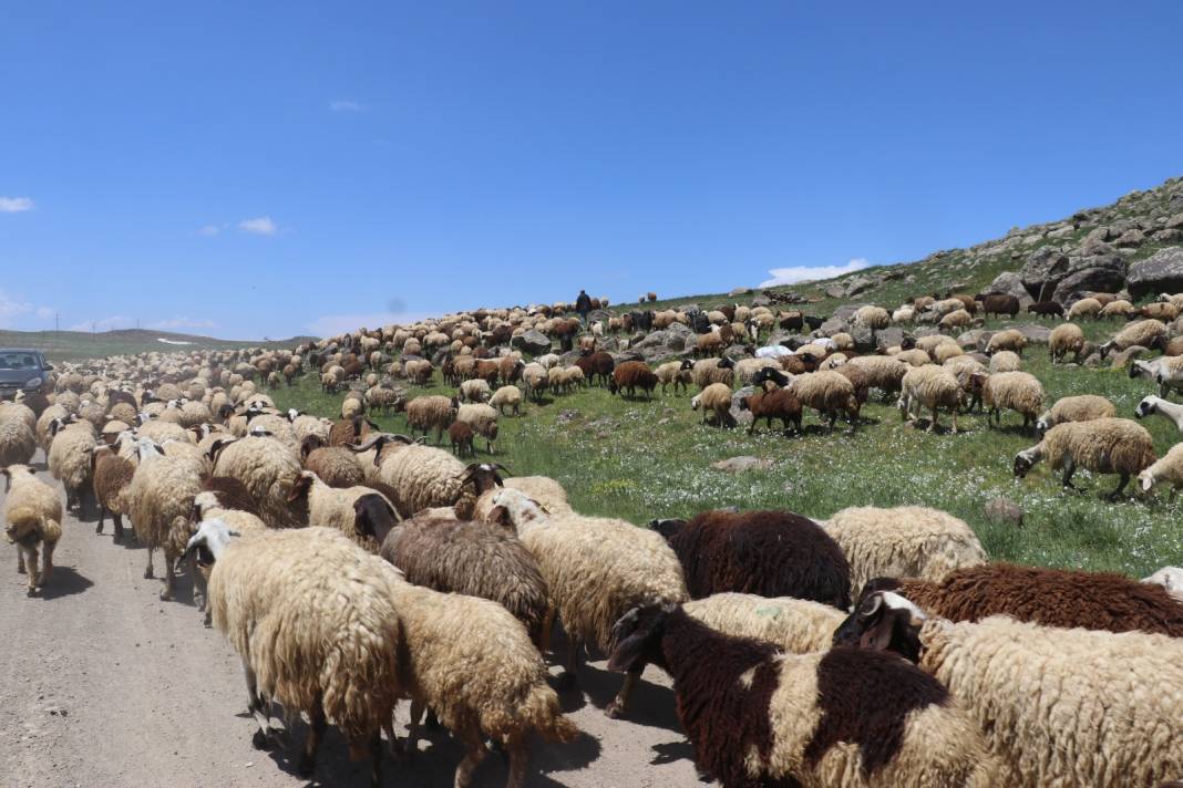 Patnos'ta Küçükbaş Hayvancılıkta Büyük Başarı 8