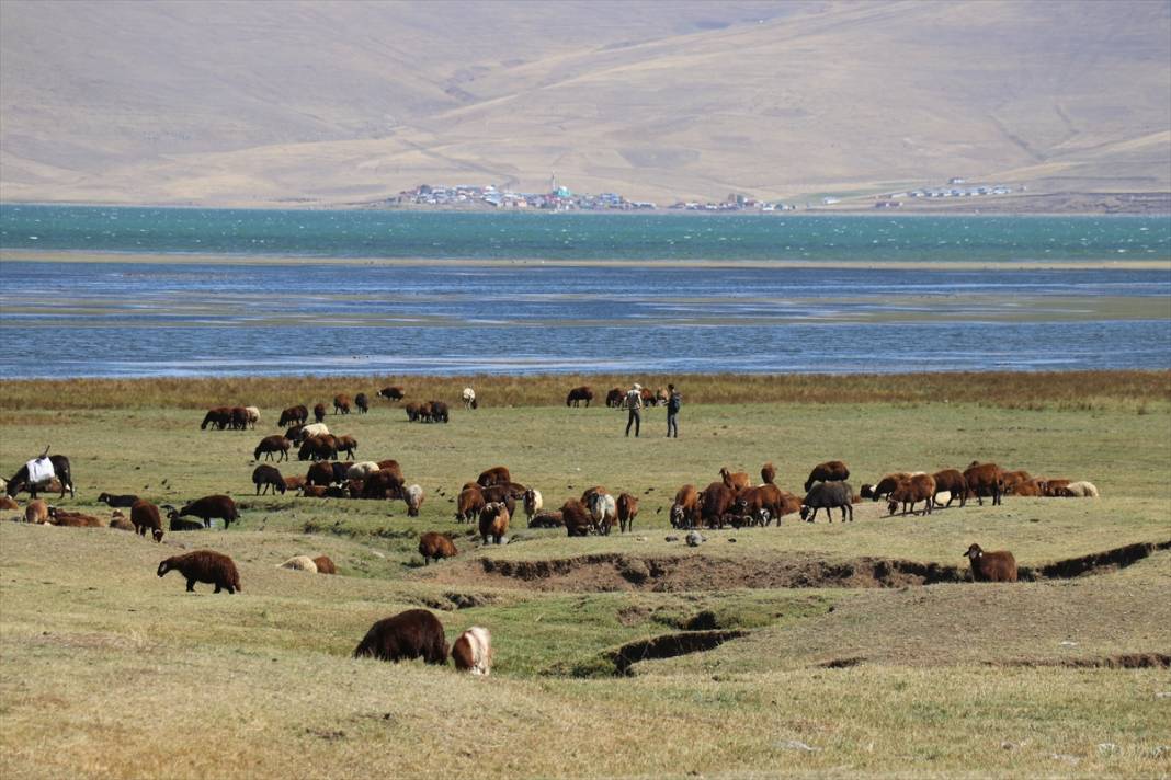 Ağrı yaylaları çobanlara kaldı 7