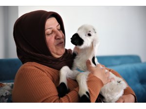 Sahiplendiği kuzu, hem evinin neşesi, hem de terapisi oldu