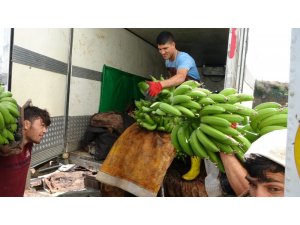 Antalya’da yılın ilk muz hasadı