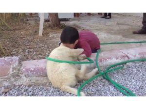 Köpeği ısıran çocuk görenleri gülme krizine soktu