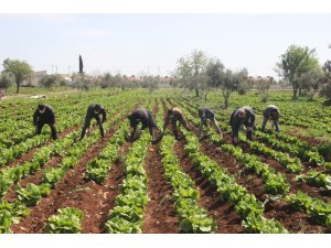 Sınır kentinde korona tedbirleri arttırılıyor