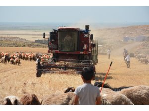 Mardin’de kuraklık nedeniyle mercimek hasadına erken başlandı