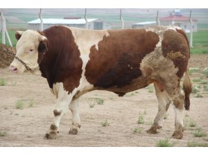 Fiyatıyla dudak uçuklatıyor, görenler gözlerine inanamıyor