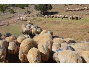 Siirt’ten batıdaki illere gönderilecek kurbanlıklar hazır