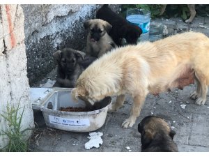 Hurda armatürler, hayvanlar için hayatı aydınlatıyor