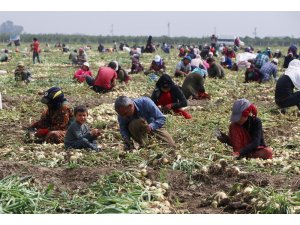 Turfanda soğan fiyatları düşürecek