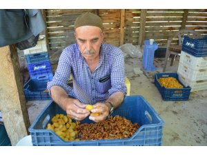 Kayısıda patik dönemi başladı