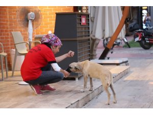 Susuz kalan köpeğe su içiren belediye personeli yürekleri ısıttı