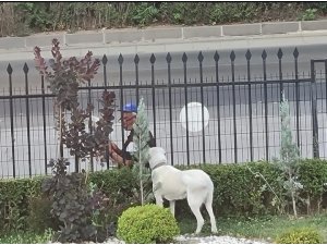 Bakan Selçuk sosyal medya hesabında köpeğe gazete okuyan vatandaşı paylaştı