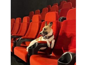 Çekya’da sokak köpeklerinin hayatını anlatan film vizyonda