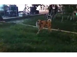 Düğün müziğine kapılan köpek dans etti