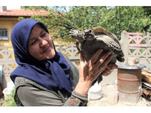 Kaplumbağa terbiyecisi Zekiye teyze