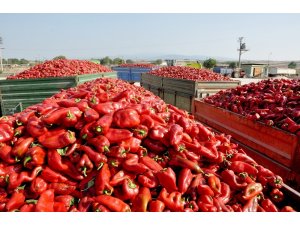 Kapya biberinde hasat başladı, çiftçi umutlu