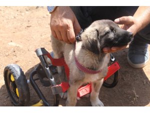 İnsanlık ölmemiş dedirten davranış: Patileri ezilen köpeği yürüteç ile ayağa kaldırdı