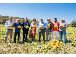 Tadı, dayanıklılığı, aromasıyla meşhur Çeşme kavunu tescillendi