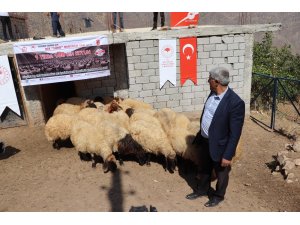 Siirt’te çiftçilere koyun dağıtıldı