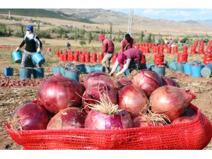 Soğan hasadı başladı, tarlada soğan 80 kuruş