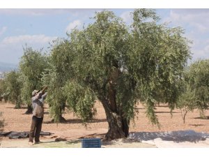 Kilis’te erken zeytin hasadı ile zeytinyağı üretimi de başladı