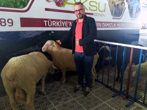 Festivalde Türk Merinos koyununa yoğun ilgi