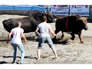 Ula arenasında ilk boğa güreşi