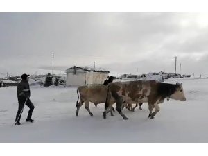 Kar etkili oldu: Yaylacıların dönüş hazırlıkları erken başladı