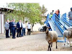 Mobil koyun banyosu çobanların ve koyunların hizmetinde