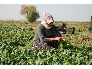 Üretici ve işçileri zehirli ıspanak iddiaları vurdu: "Haller ıspanak almıyor"