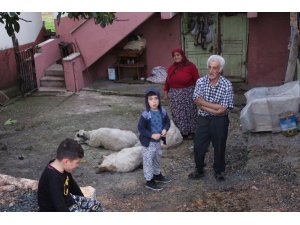 Aç kalan sokak köpekleri, koyun sürüsüne saldırdı