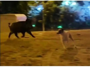 Şehre inen yaban domuzu köpekleri kovaladı