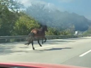 Karayolunda dört nala kaçış, trafiği alt üst etti