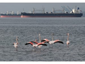 ’İzmit çocuğu’ flamingolar göç etmiyor