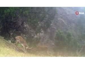 Fotokapana iki ceylanın düellosu yansıdı