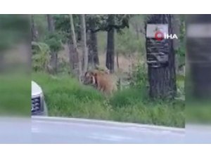 Yol kenarında başıboş gezen Bengal kaplanı görenleri şaşırttı